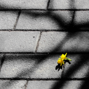 Keltainen kukka asfaltilla
