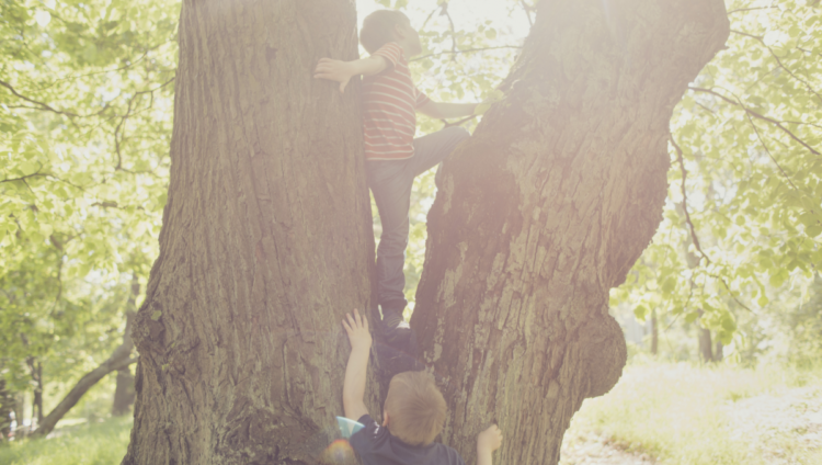 Kaksi pientä poikaa kiipeävät puuhun.