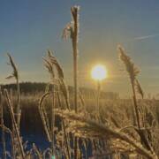 Talvinen rantamaisema.