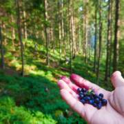mustikat kädellä metsämaisemassa