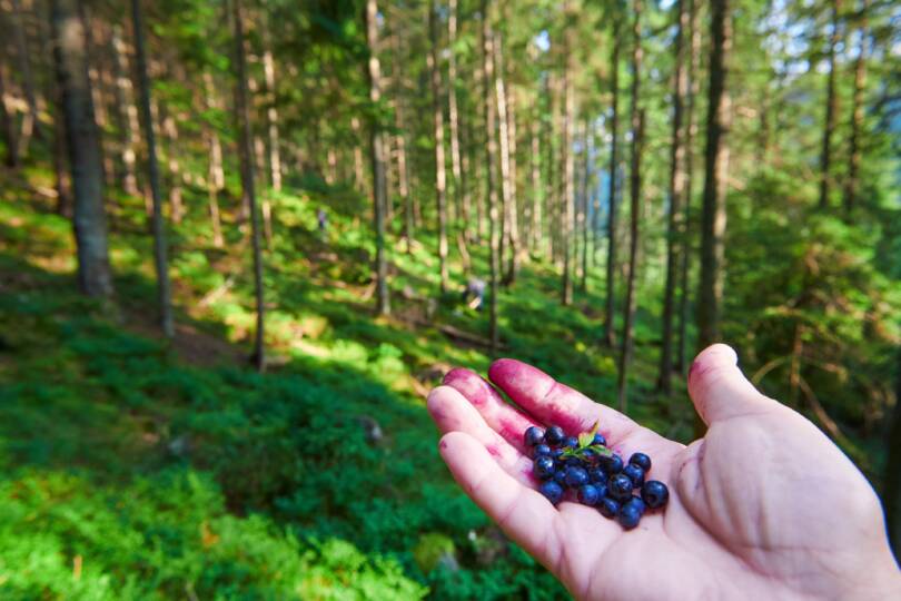 mustikat kädellä metsämaisemassa