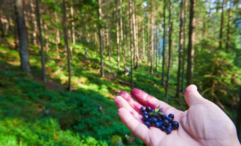 mustikat kädellä metsämaisemassa